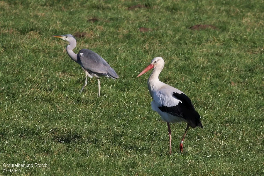 Graureiher (und Storch)